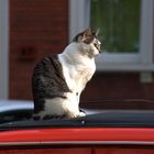 King on the Roof