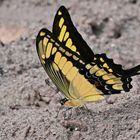  King Page Swallowtail / Heraclides thoas 