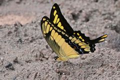  King Page Swallowtail / Heraclides thoas 