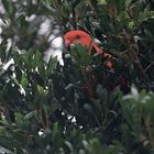 King Parakeet, Lamington NP, QL