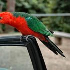 King Parrot