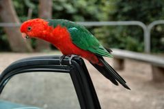 King Parrot