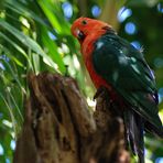 King Parrot