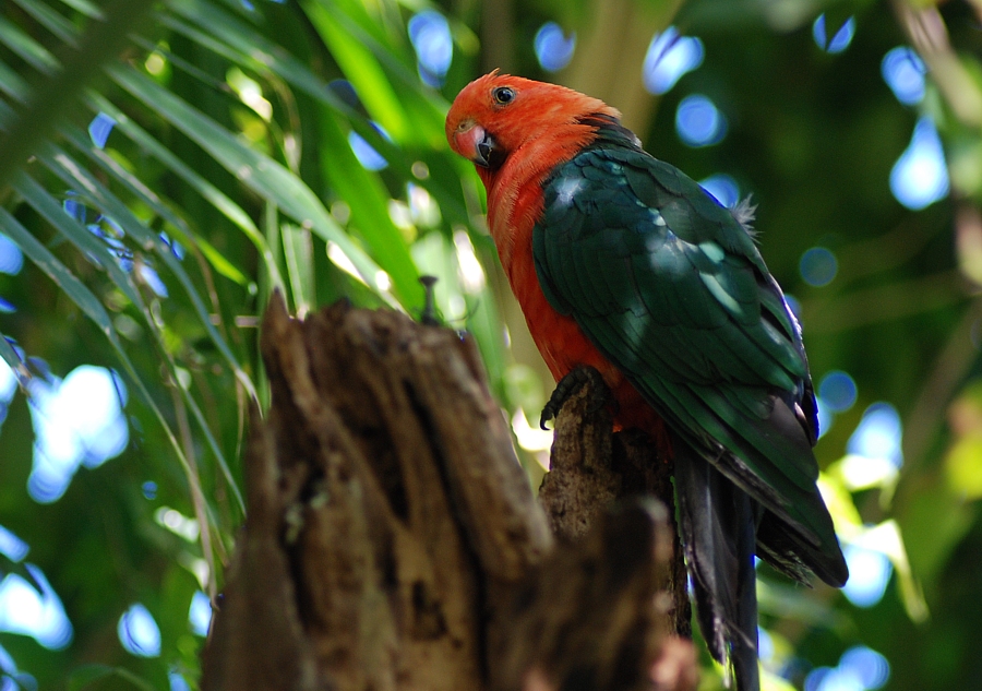 King Parrot