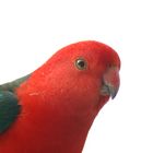 king parrot