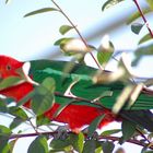 King Parrot (freie Wildbahn)