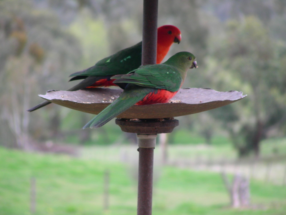 King Parrots