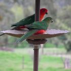 King Parrots