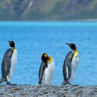 King Penguin