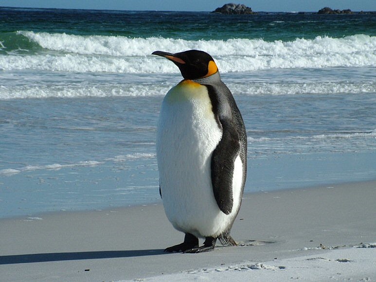 King Penguin