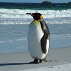 King Penguin