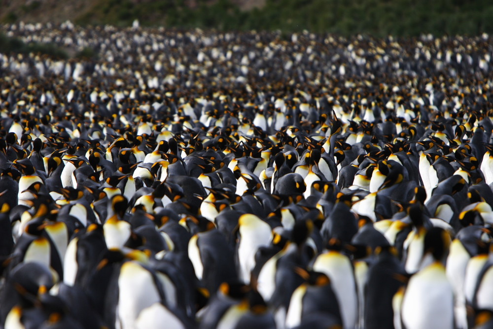 King Penguin Colony, St Andrews Bay