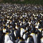 King Penguin Colony, St Andrews Bay