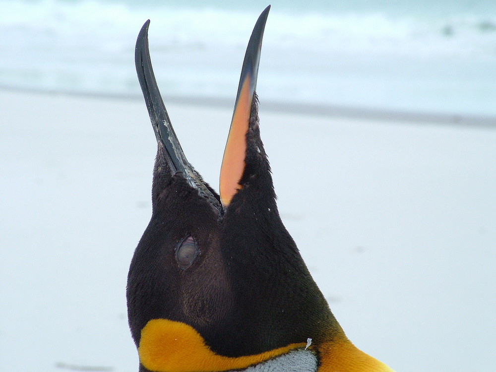 King Penguin