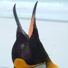 King Penguin