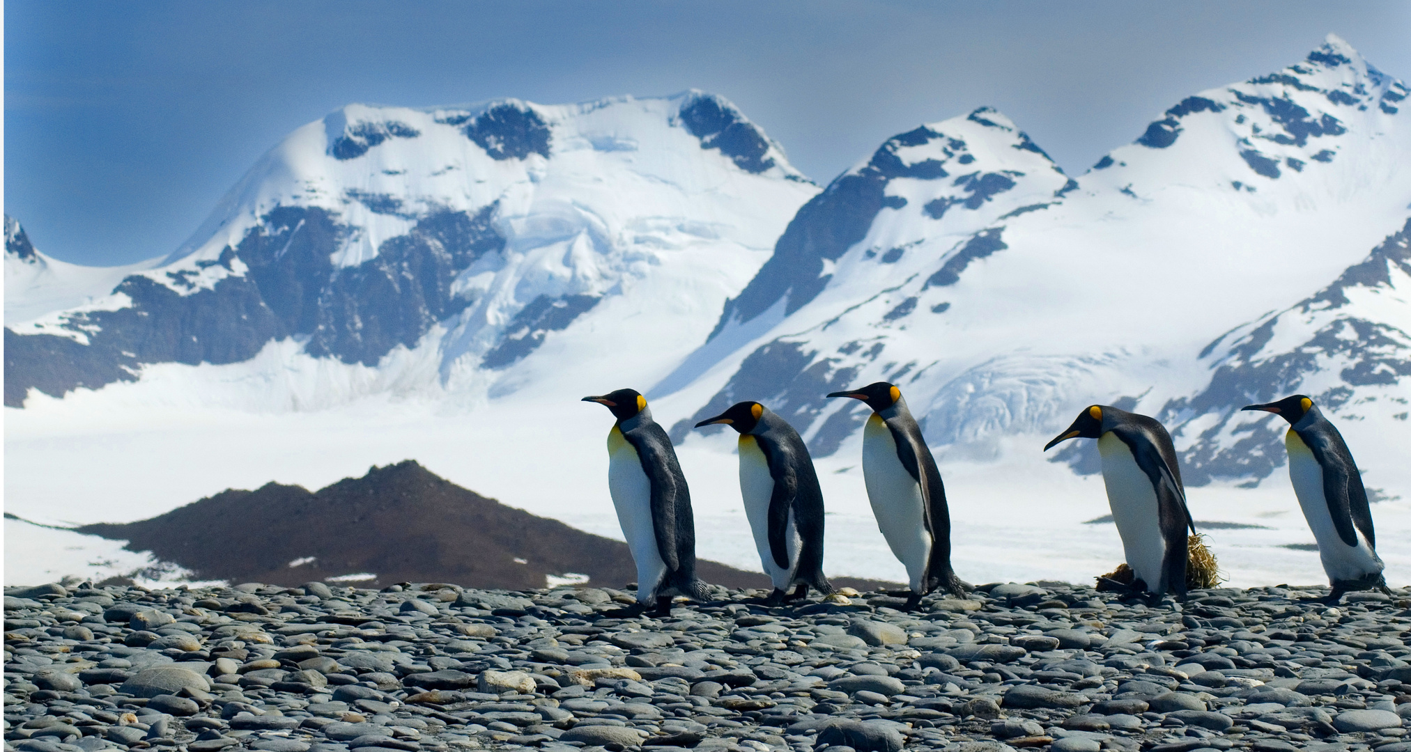 King Penguin Walk