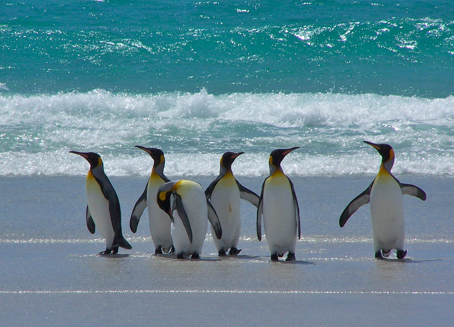 King Penguins