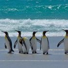 King Penguins