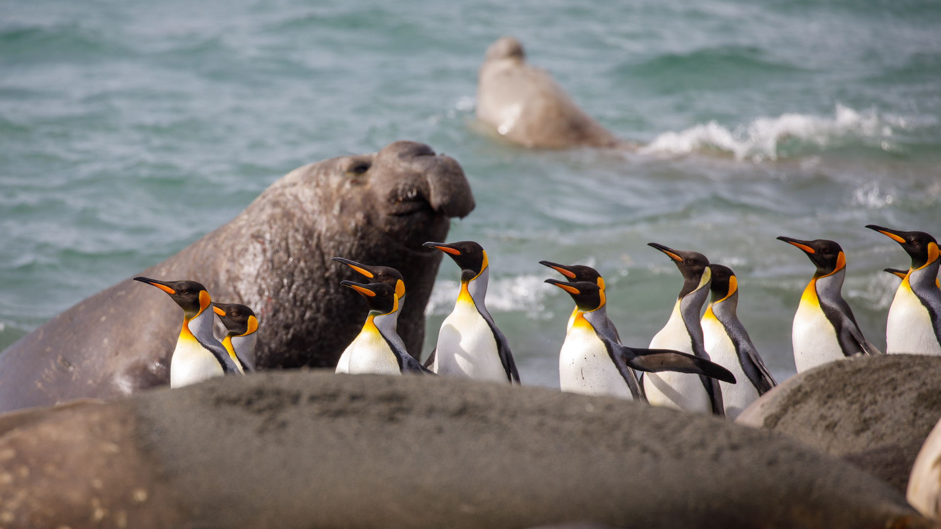 King penguins and sea elephants