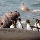 King penguins and sea elephants