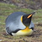 King Penguins