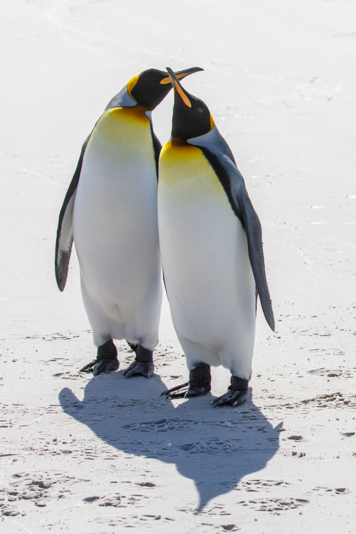 King penguins in love