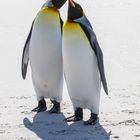 King penguins in love