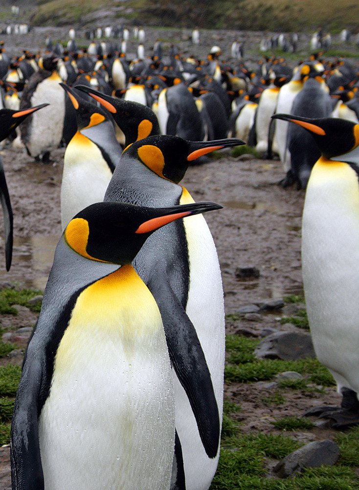 King Penguins in South Georgia