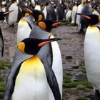 King Penguins in South Georgia