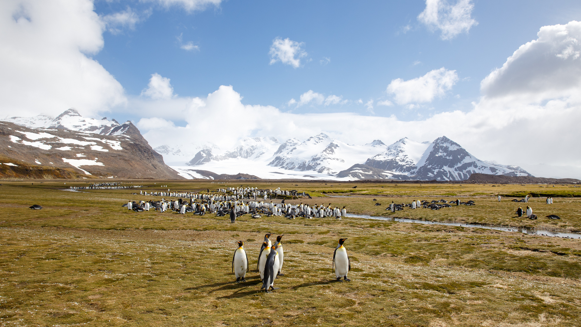 King Penguins, South Georgia