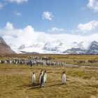 King Penguins, South Georgia