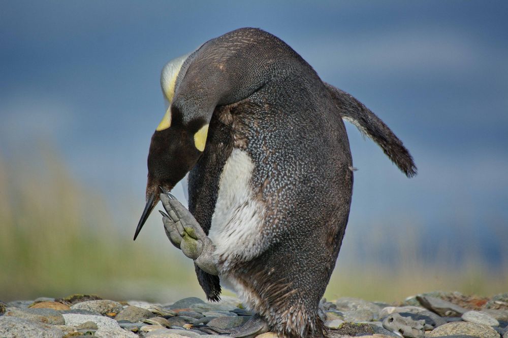 King Pinguin 2