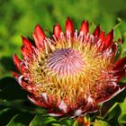 King Protea