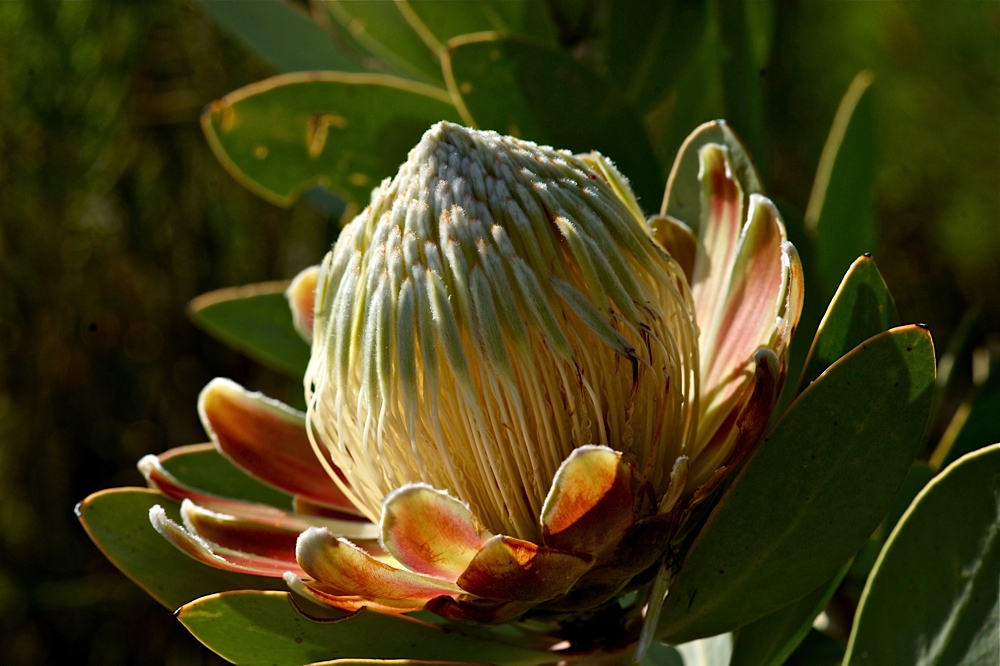 King Protea Blüte (2)