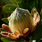 King Protea Blüte (2)