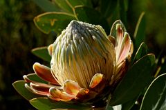 King Protea Blüte (2)