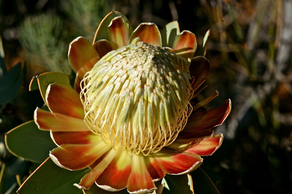 King Protea Blüte (3)