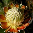 King Protea Blüte (3)