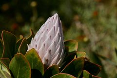 King Protea Knospe