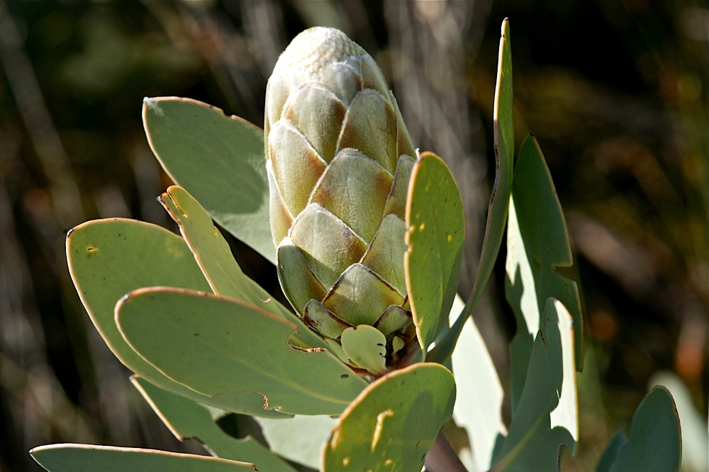 King Protea Knospe