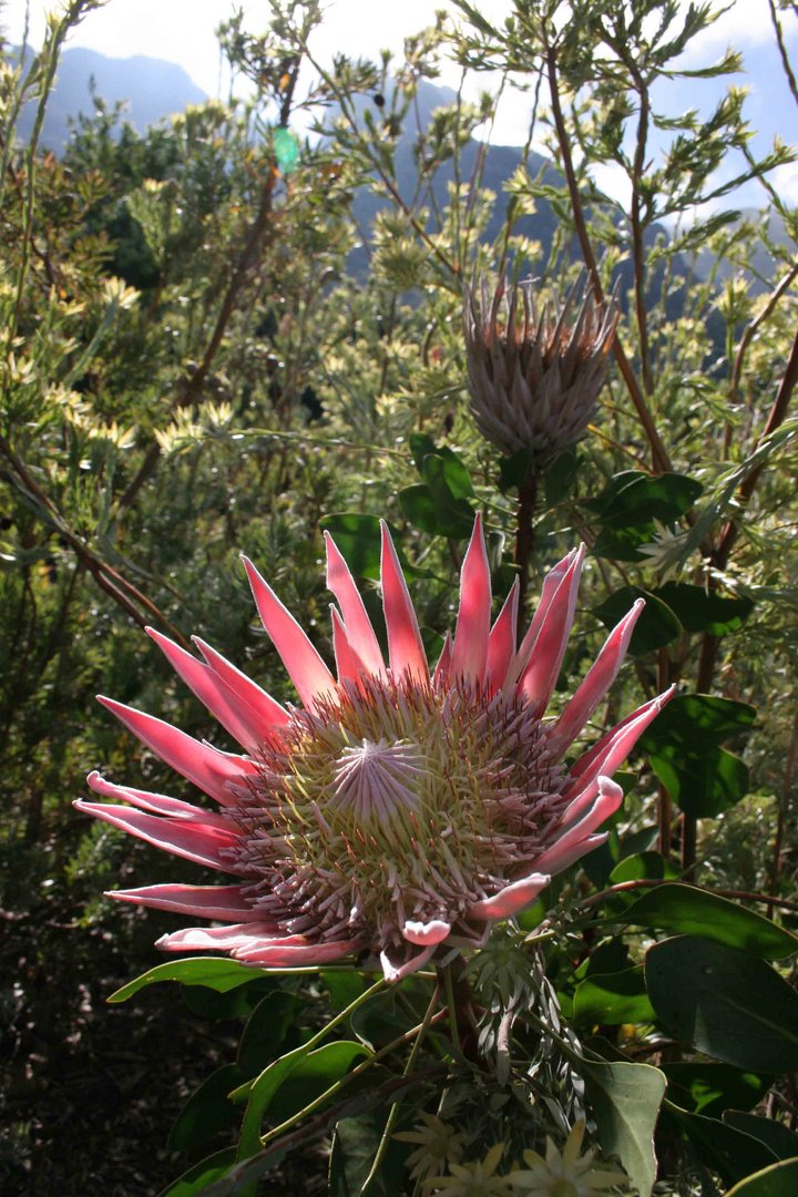 King Protea (Protea cynaroides)