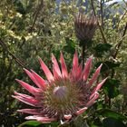 King Protea (Protea cynaroides)