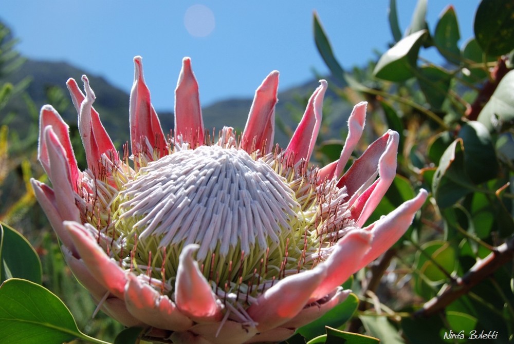 King Protea, Southafrican national flower