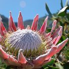 King Protea, Southafrican national flower