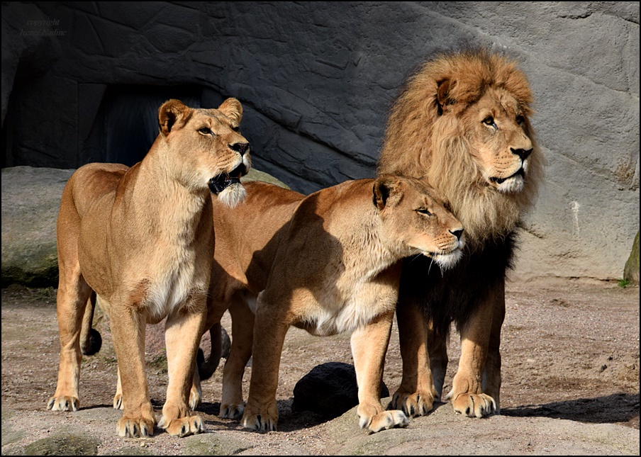 King & Queens of Hamburg !!!!