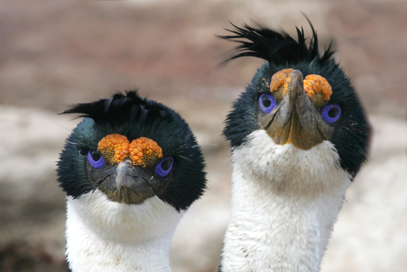 King shags on the Falklands