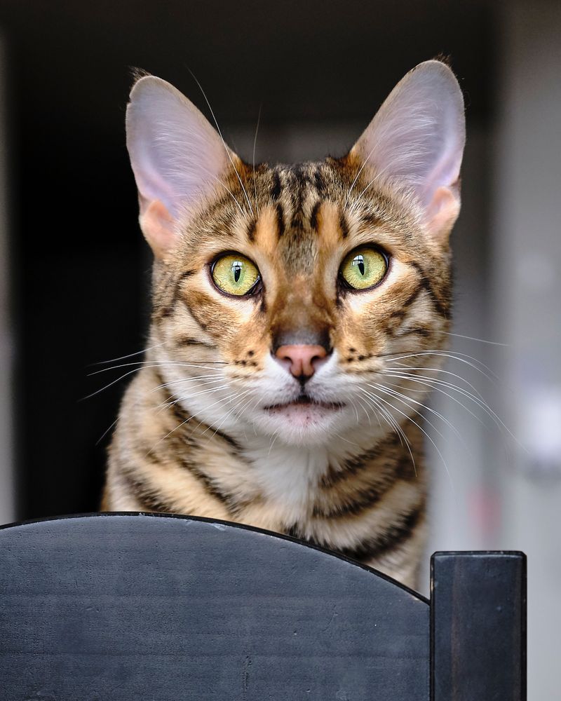 King Tigi Foto & Bild | tiere, haustiere, katzen Bilder auf fotocommunity