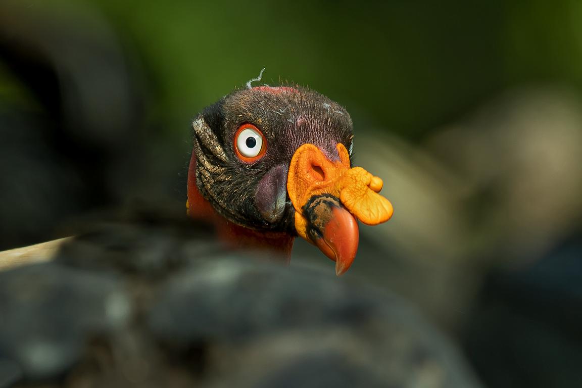 King Vulture