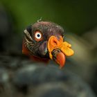 King Vulture