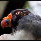 King Vulture